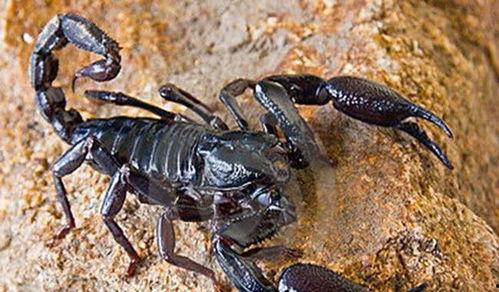 紫外线和黑蝎子